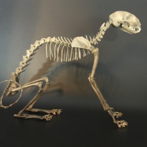 Sphinx cat with custom dye