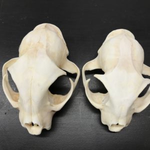 Bobcat and Domestic Cat